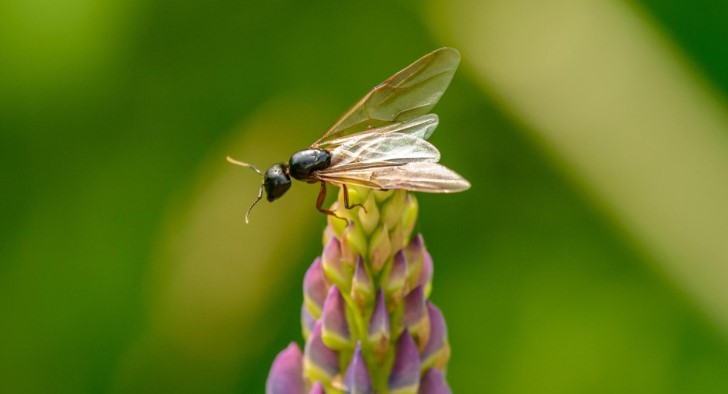 flying ants day uk
